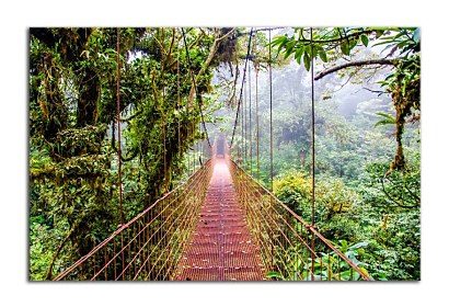 Fototapeta Jungle bridge 24828